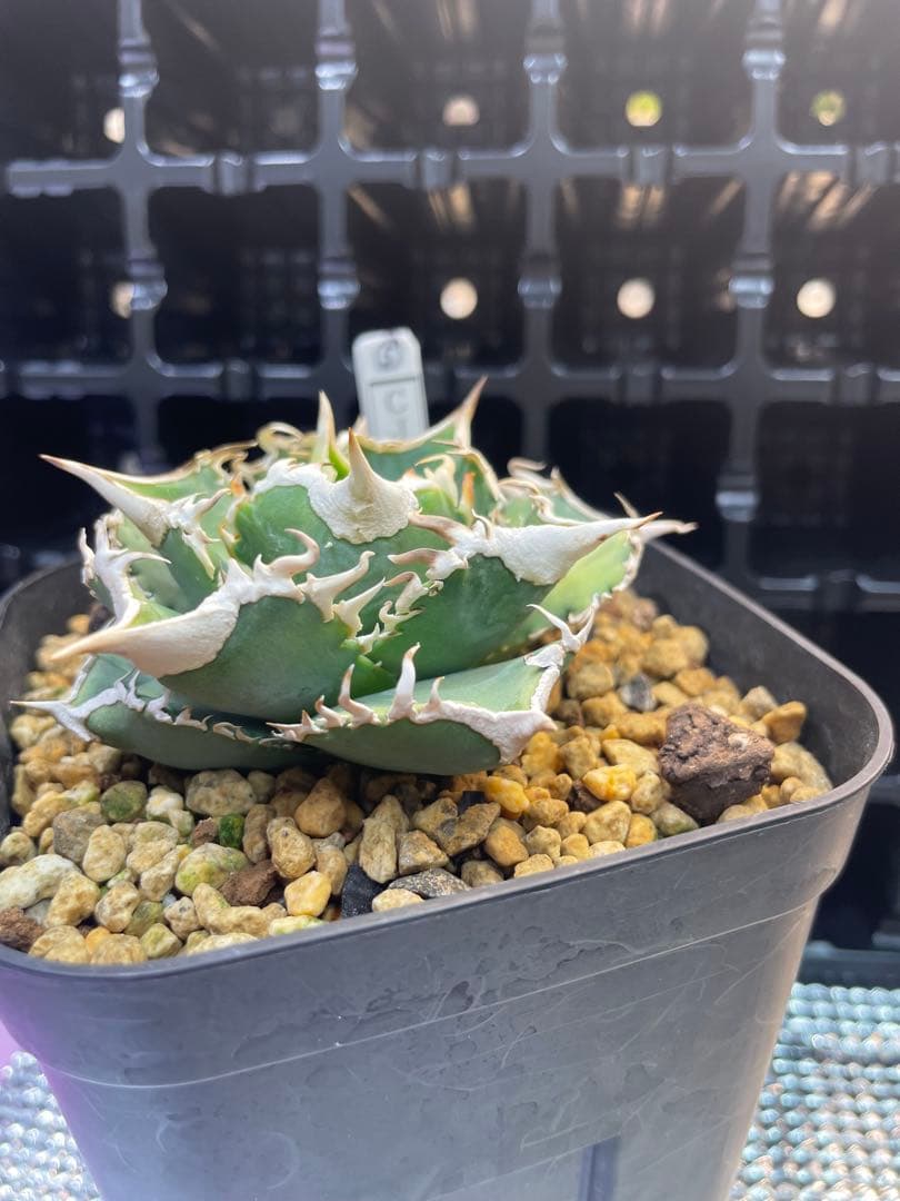 TAKENOKO SHOP アガベチタノタホオジロザメCJスペシャル ⑤