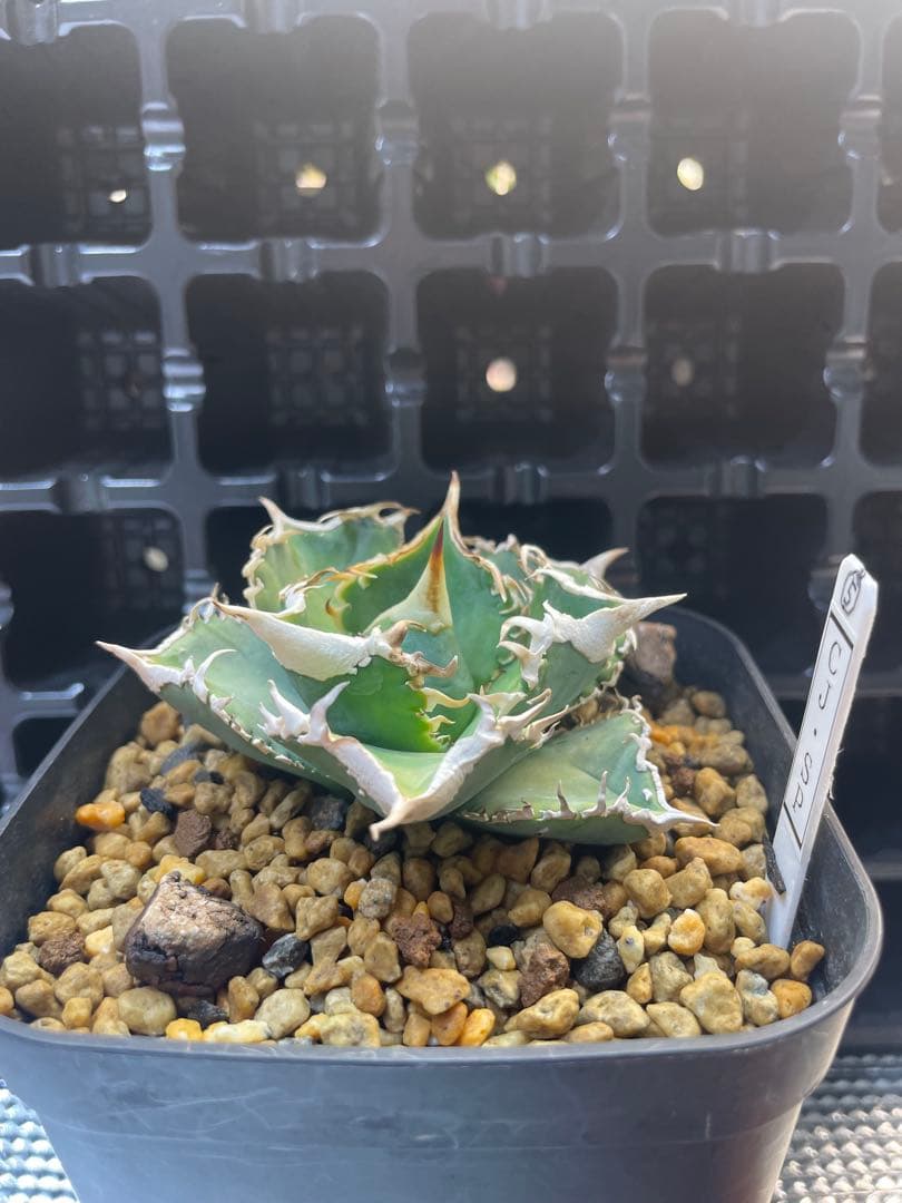 TAKENOKO SHOP アガベチタノタホオジロザメCJスペシャル ⑤