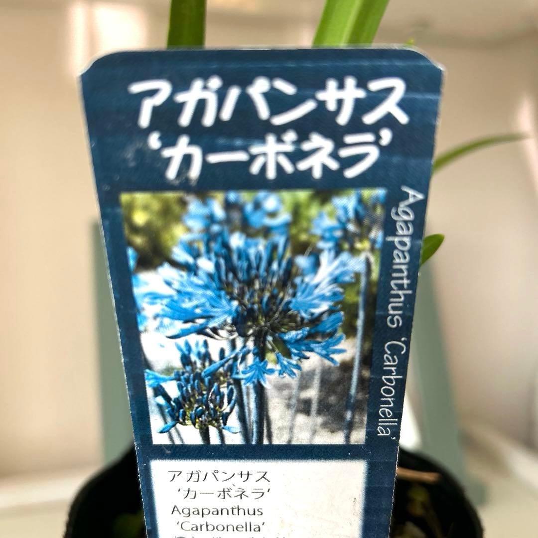 【レア苗】【大株】アガパンサス　カーボネラ　4号ポット苗《9/5》