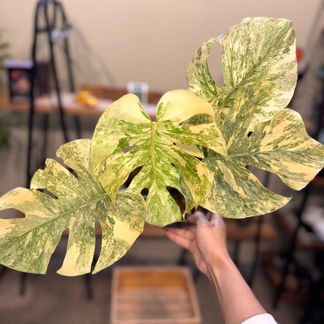 6 モンステラ　レガシー　‘ダイヤモンド’ 美しい白さ　極上の一株