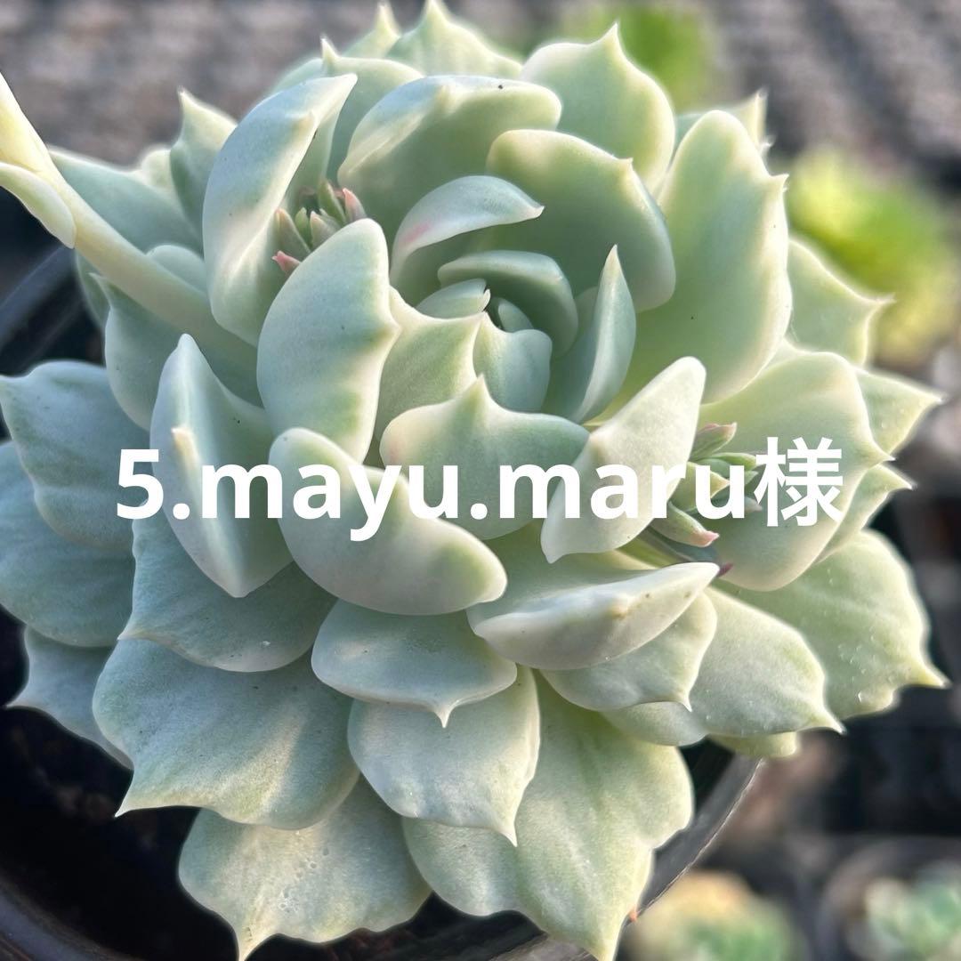 5.mayu.maru様