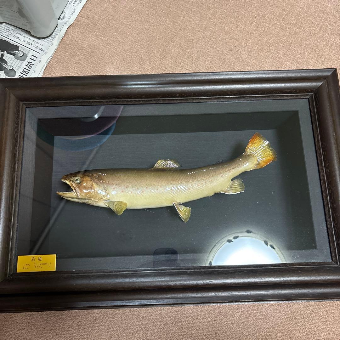 岩魚標本 イワナ　剥製　川魚　清流魚