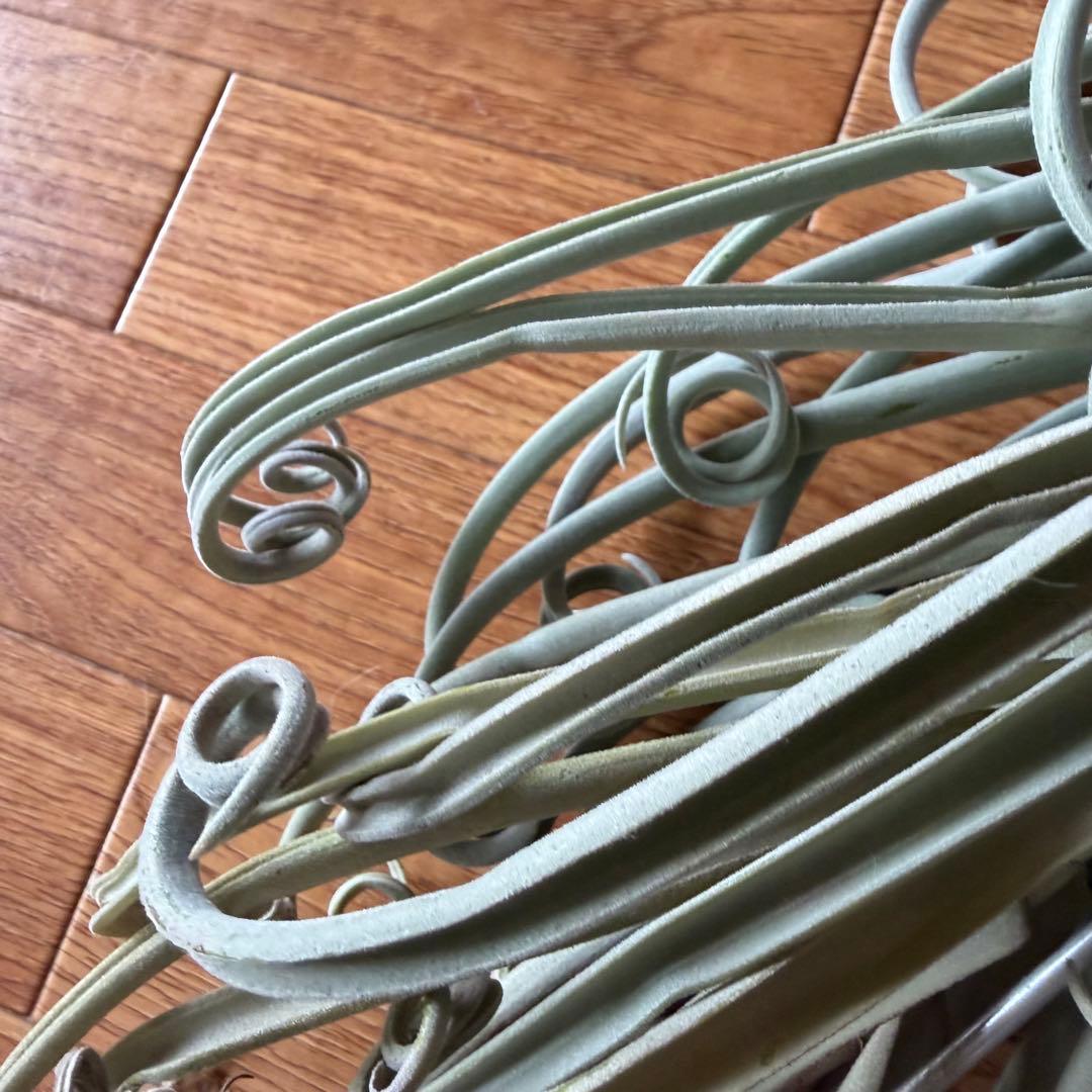 チランジア ドゥラティ 大株 超ロング 希少サイズ 現品