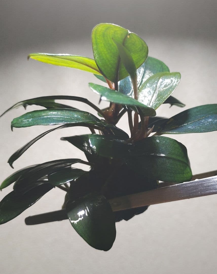 Bucephalandra sp. Black Pearl希少種★美株大株