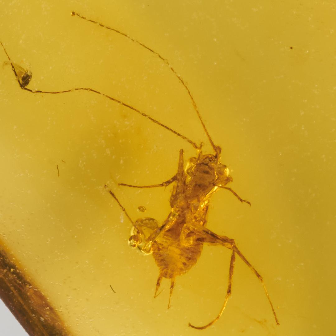 レア極上品 PA137虫入り琥珀化石　ミャンマーカムティかタナイ9900万年前