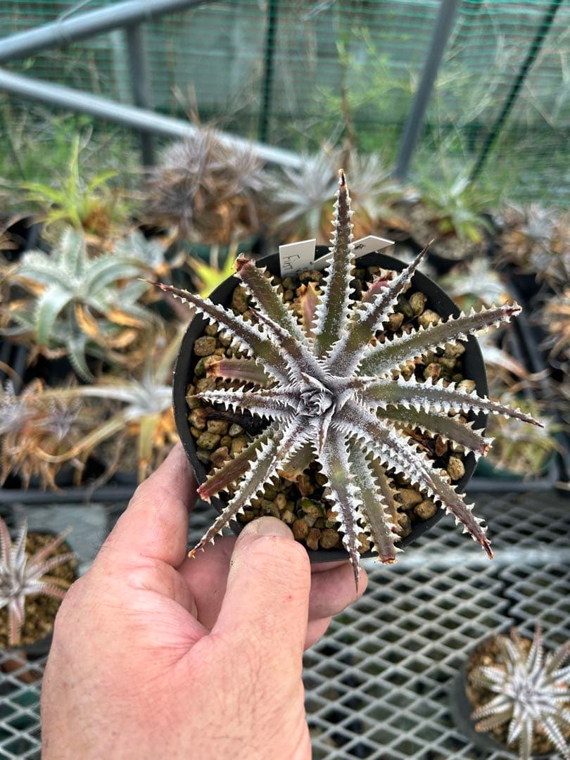 メガレア ビルベイカー ディッキア Dyckia First Cousin ⑵