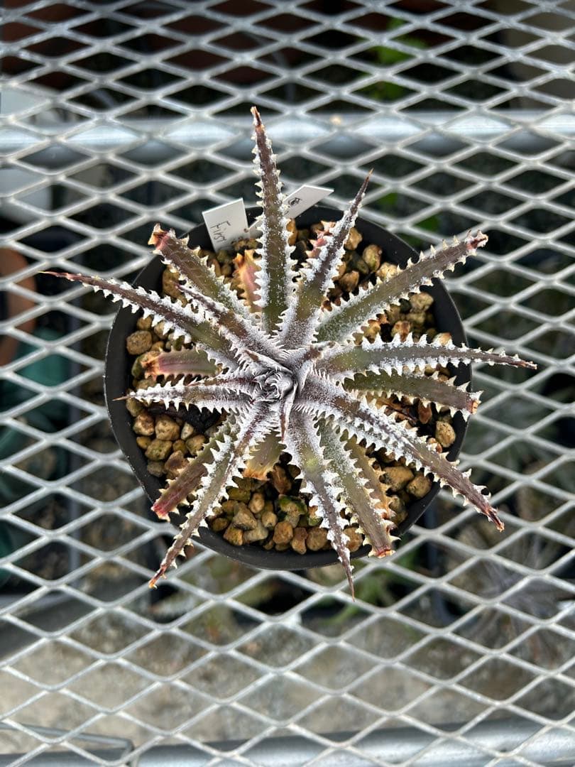 メガレア ビルベイカー ディッキア Dyckia First Cousin ⑵