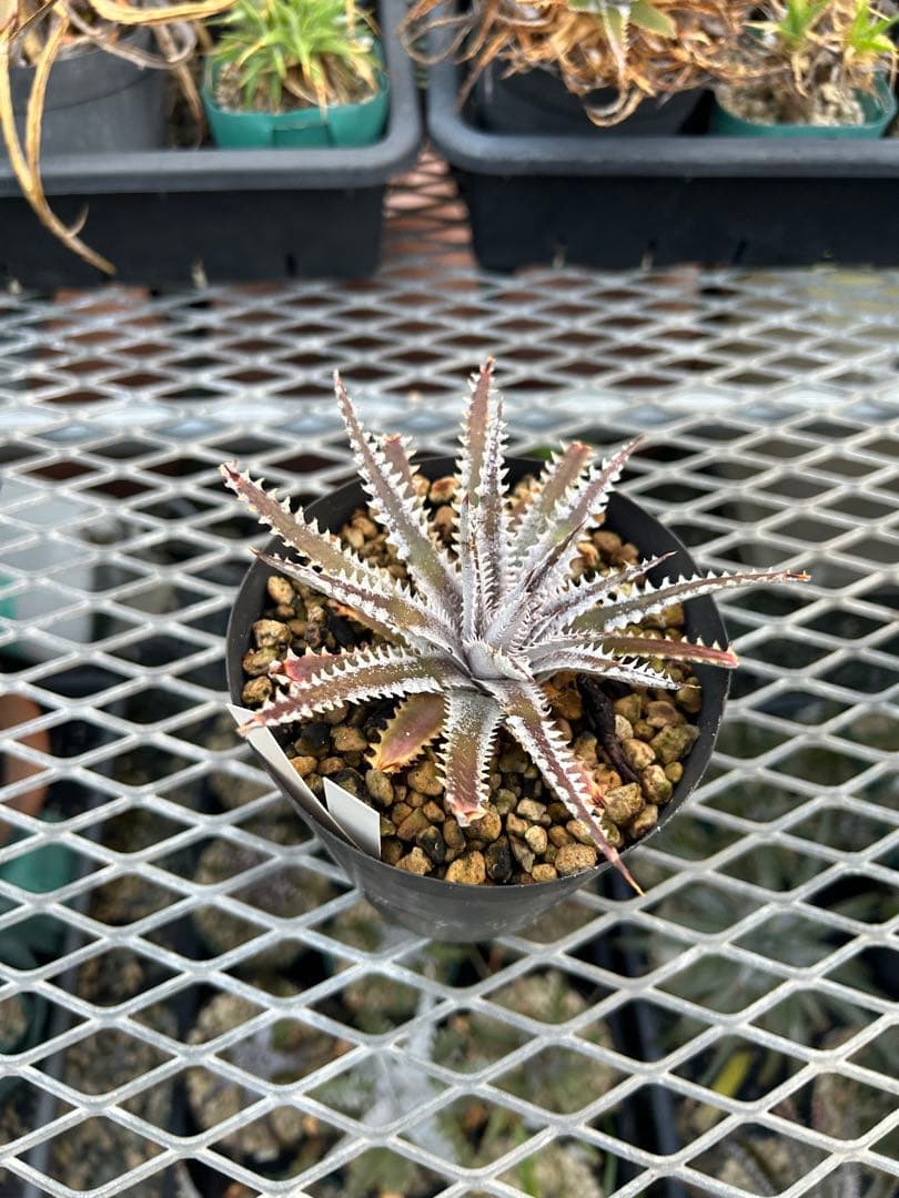 メガレア ビルベイカー ディッキア Dyckia First Cousin ⑵