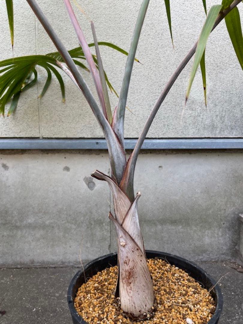 直接のお引取歓迎 Plant■トックリヤシ/ 観葉植物/115cm■膨らんだ根元