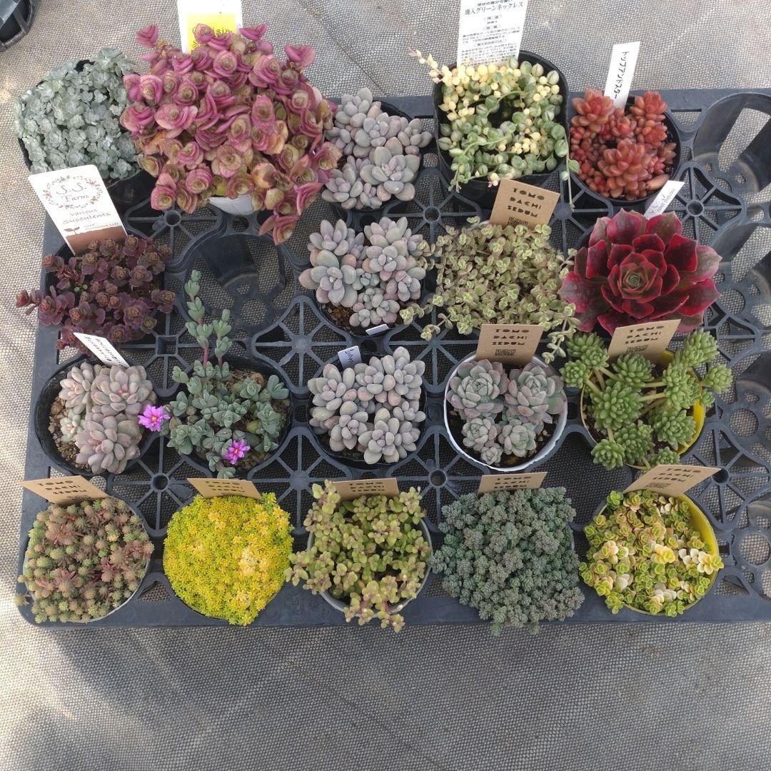 月曜待ち　kaorinさん専用