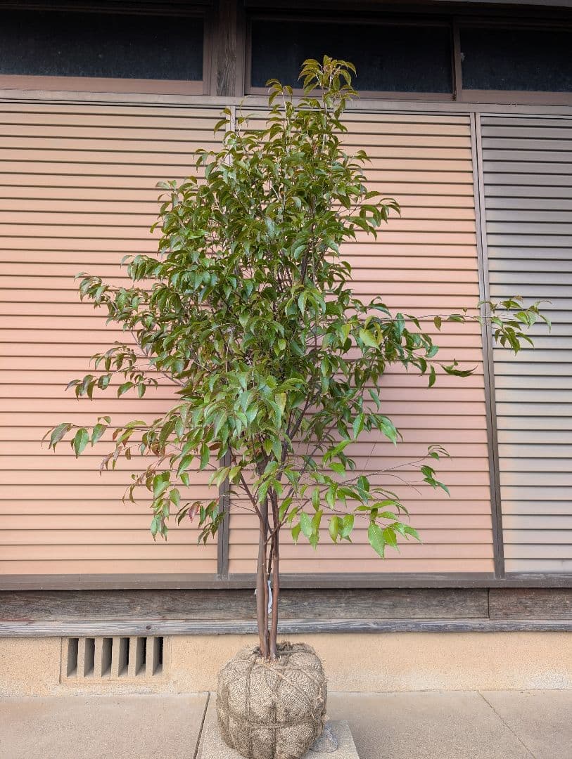 常緑エゴノキ（トキワエゴノキ）株立　約1.5m　②