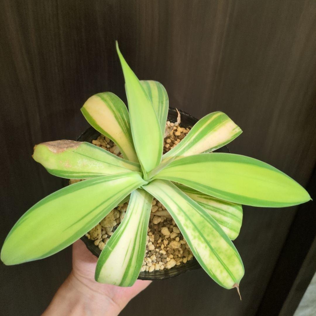 ゆ*)様 アテナータ　翡翠盤　総柄　インドネシア直輸入　アガベ　斑入り