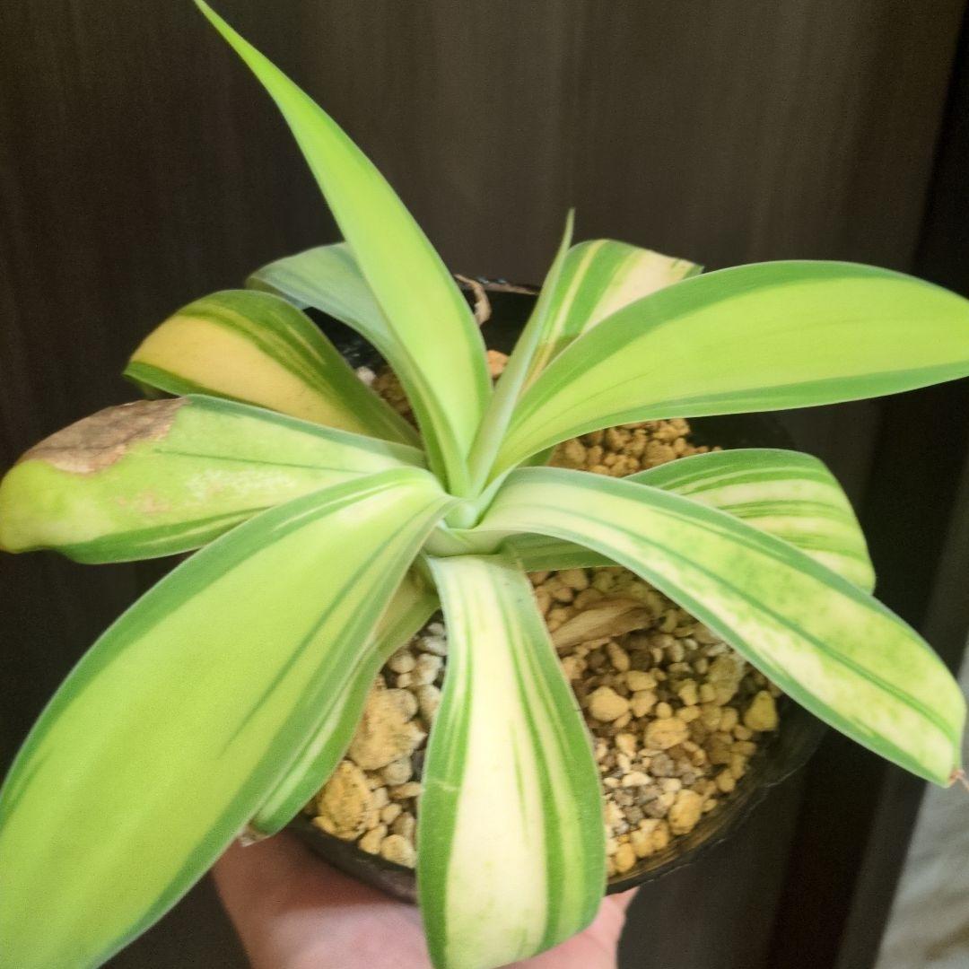 ゆ*)様 アテナータ　翡翠盤　総柄　インドネシア直輸入　アガベ　斑入り