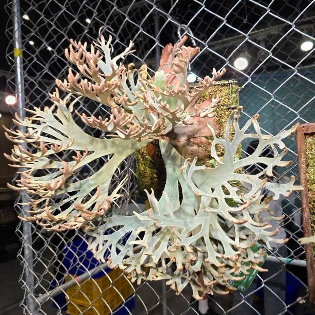 Platycerium willinckii “Jenny OC”①
