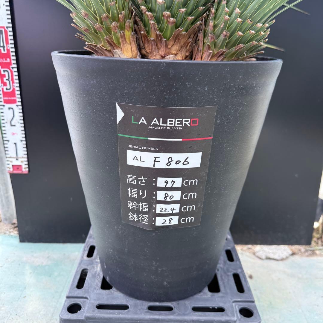 【AL-F806】ユッカ　ロストラータ 　超希少ランチョブルー　４頭株　1/6