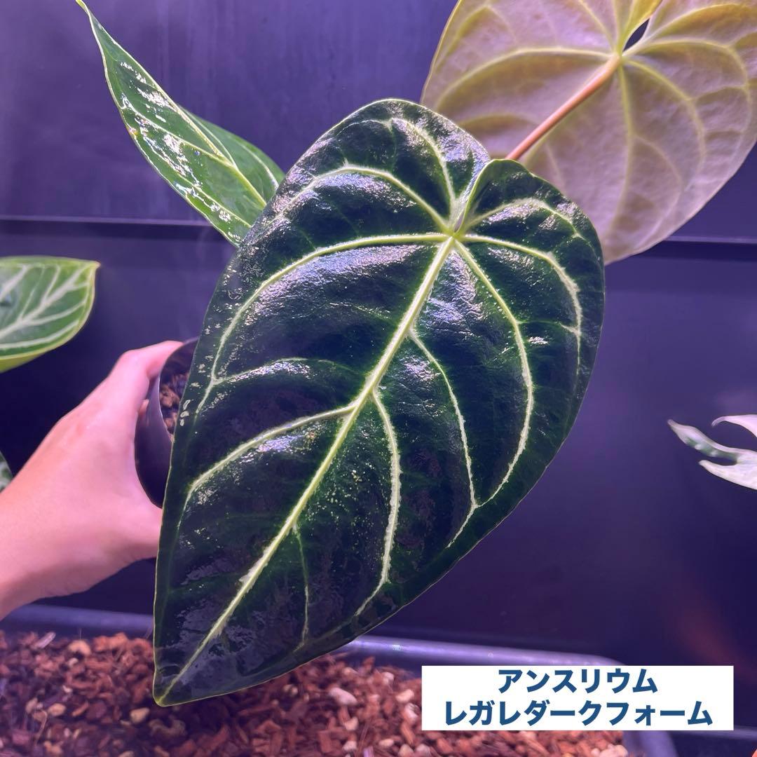 サイズ特大葉❗️超絶希少❗️アンスリウムレガレダークフォーム 新葉展開中✨️