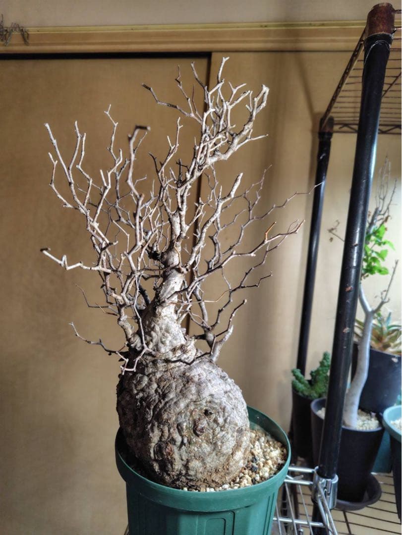 オペルクリカリア　パキプス　現地株 幹幅約13.5cm 高さ約33cm