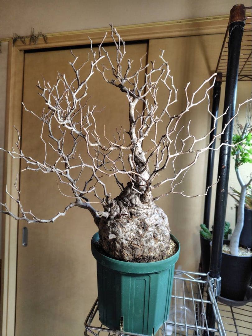 オペルクリカリア　パキプス　現地株 幹幅約13.5cm 高さ約33cm