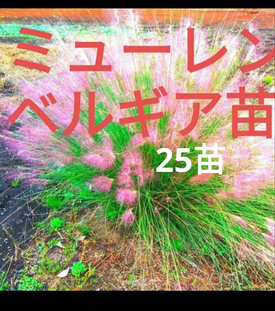 ミューレンベルギア カピラリス 25苗セット　ガーデン　宿根草　グラス苗　バラ苗