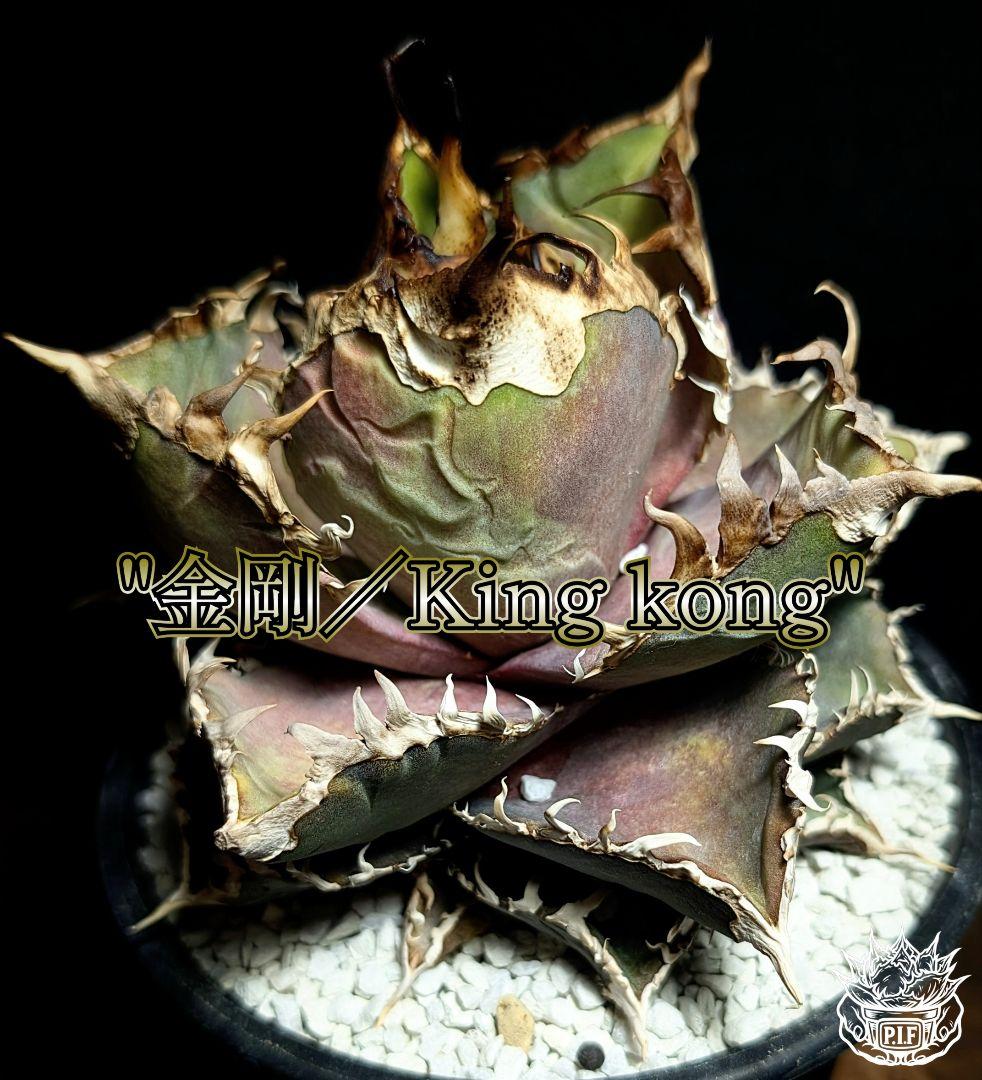 【超優良血統 親株】金剛／King kong 　heartPlants様タグ付
