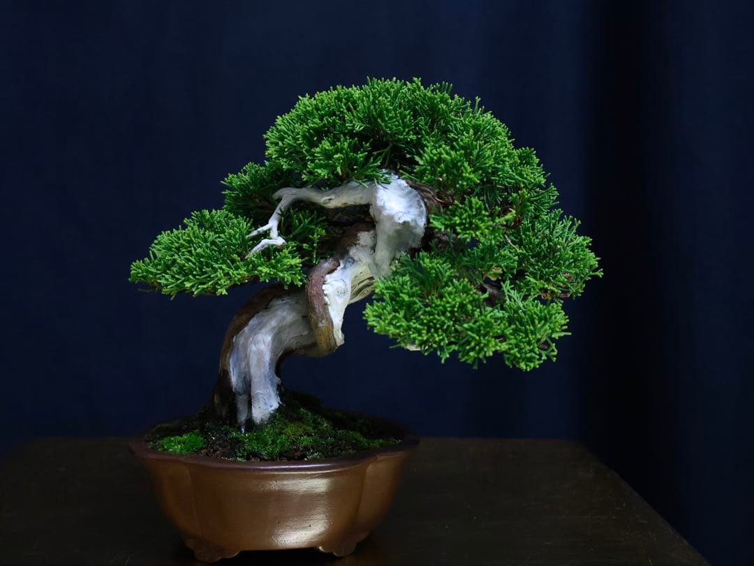 超逸品　糸魚川真柏　小品盆栽　葉性抜群　真柏　盆栽　樹高18cm