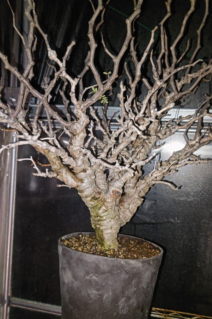 センナ・メリディオナリス ②