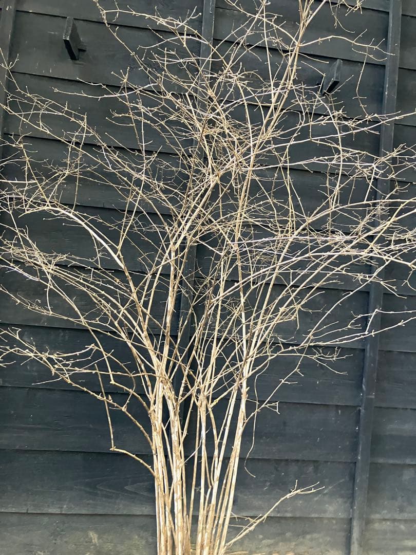 20 山採り　ウグイスカグラ