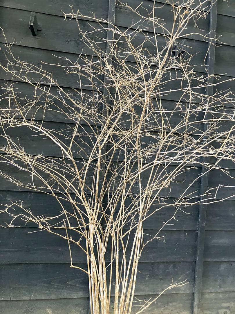 20 山採り　ウグイスカグラ