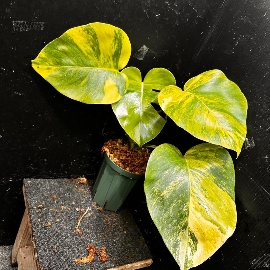 超*✿様 斑入りモンステラボルシギアナオーレア黄斑4号鉢植え発根済み安心株