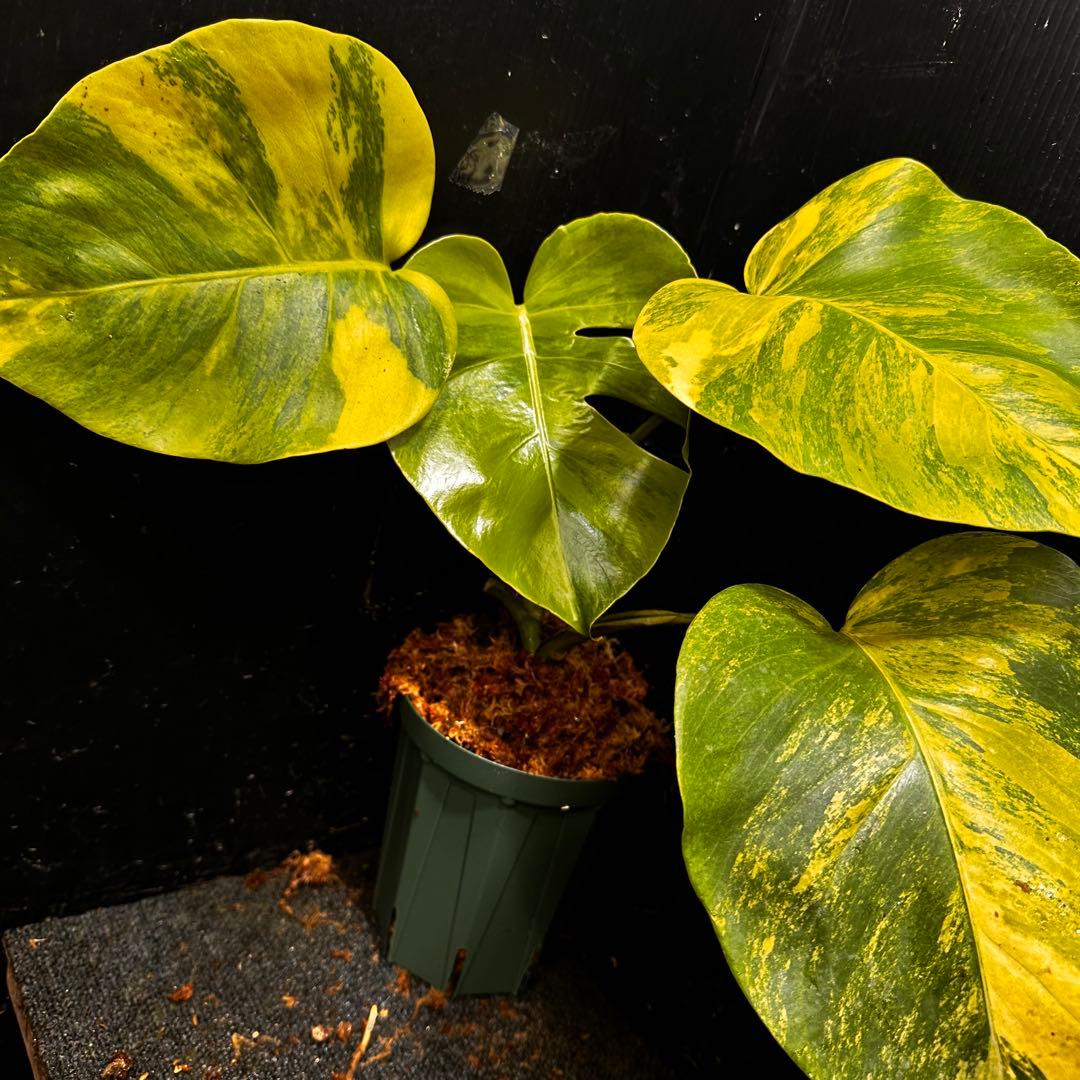 超*✿様 斑入りモンステラボルシギアナオーレア黄斑4号鉢植え発根済み安心株