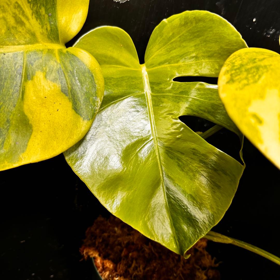 超*✿様 斑入りモンステラボルシギアナオーレア黄斑4号鉢植え発根済み安心株