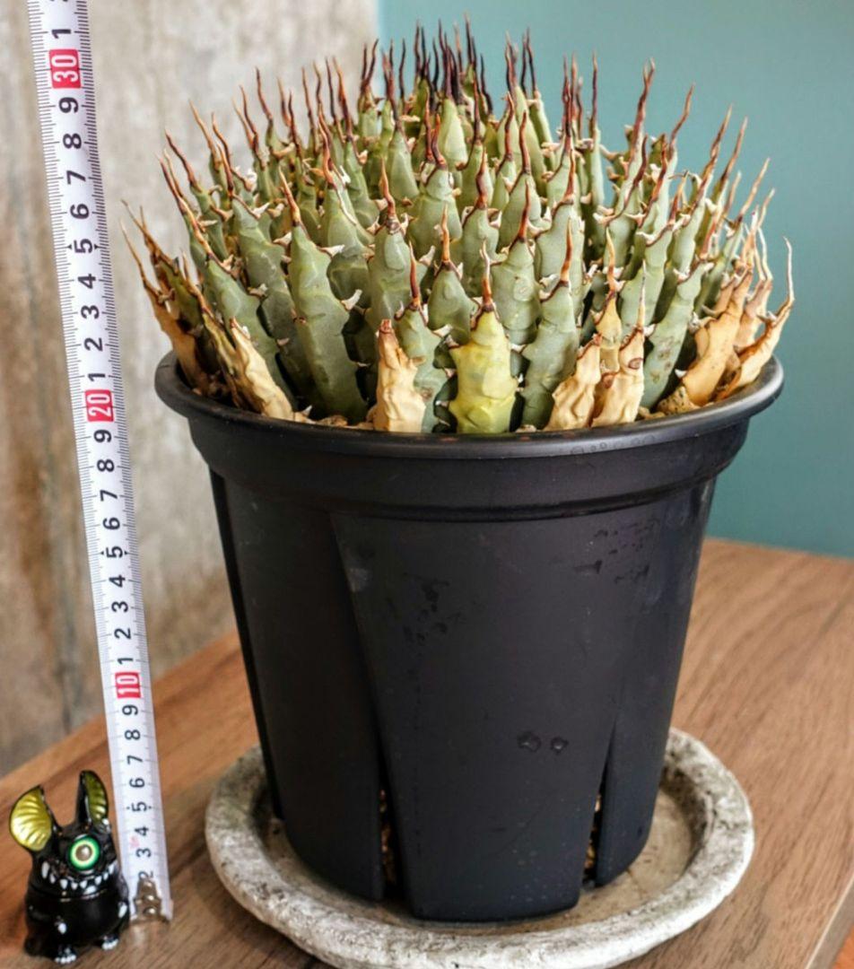 Y*Y様 【7号XXXLサイズ】発根屋史上最大・最高のエボリスピナ・発根済のド陽