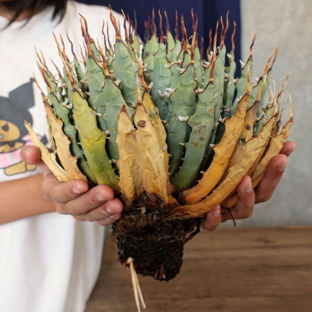 Y*Y様 【7号XXXLサイズ】発根屋史上最大・最高のエボリスピナ・発根済のド陽