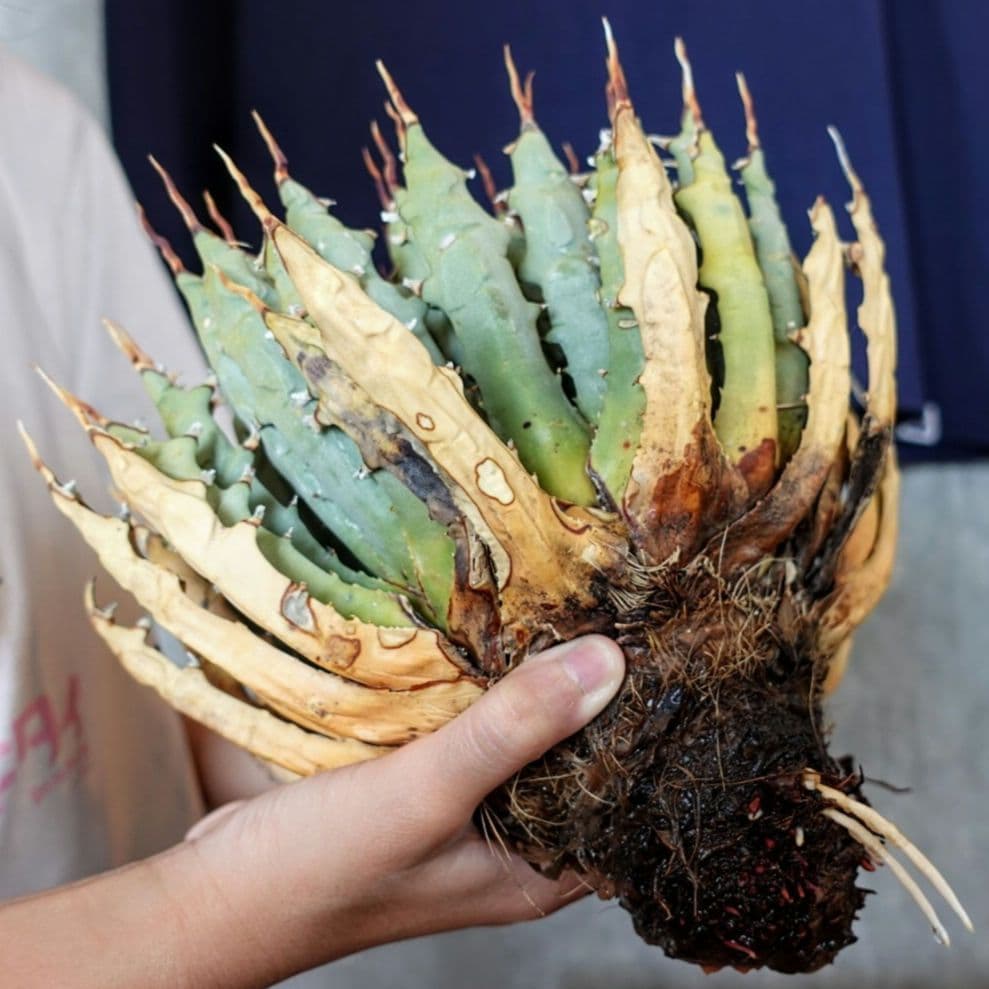 Y*Y様 【7号XXXLサイズ】発根屋史上最大・最高のエボリスピナ・発根済のド陽