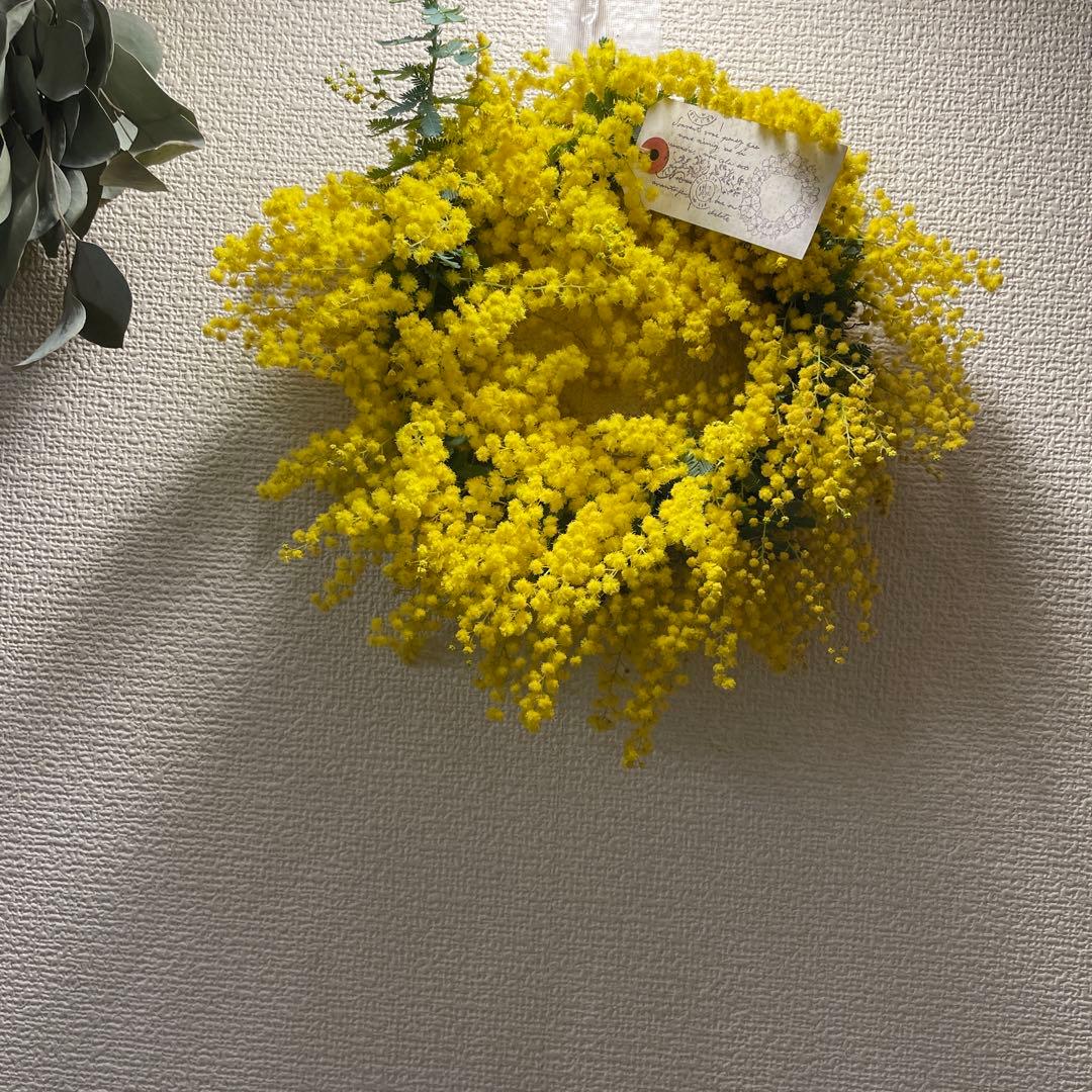 銀葉アカシア　ミモザ　カット予約受付中　開花後の販売