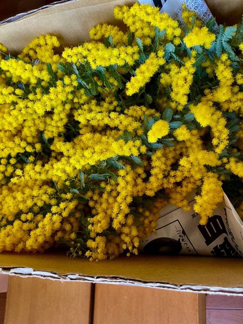 銀葉アカシア　ミモザ　カット予約受付中　開花後の販売