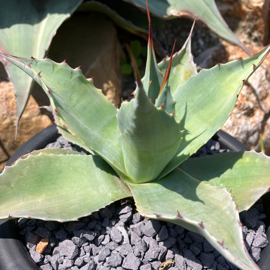 オバティフォリア　アビス