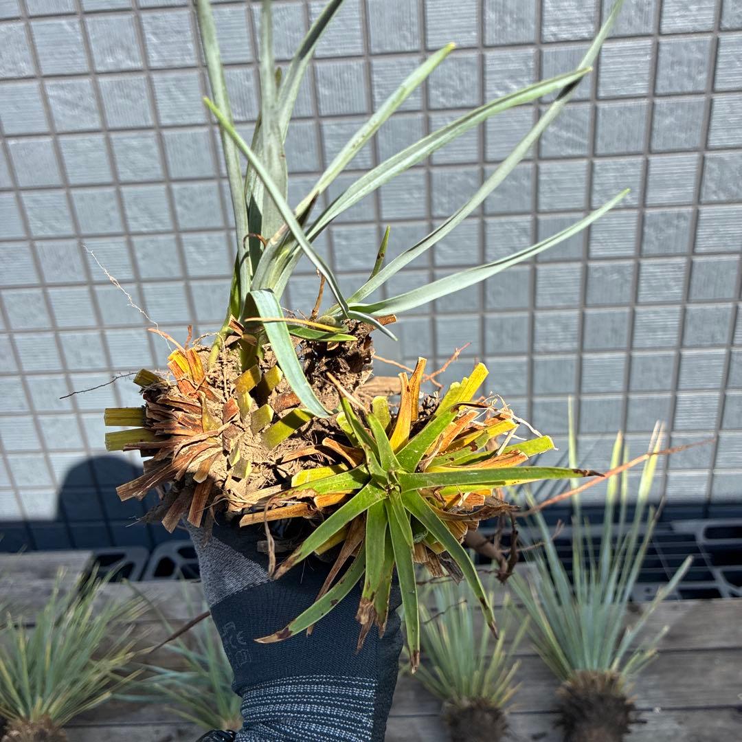 あ*り様 訳アリ　ユッカロストラータ　約16株