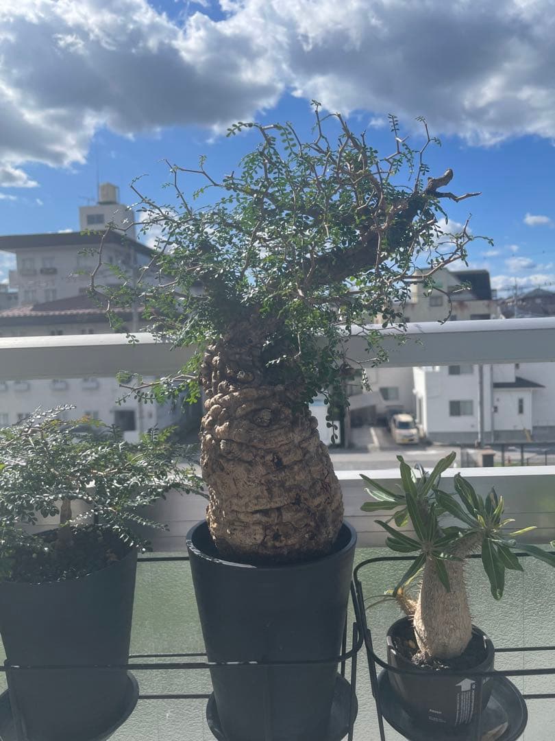 オペルクリカリアパキプス　発根3年目、パワータンクあり　最終値下げ！!