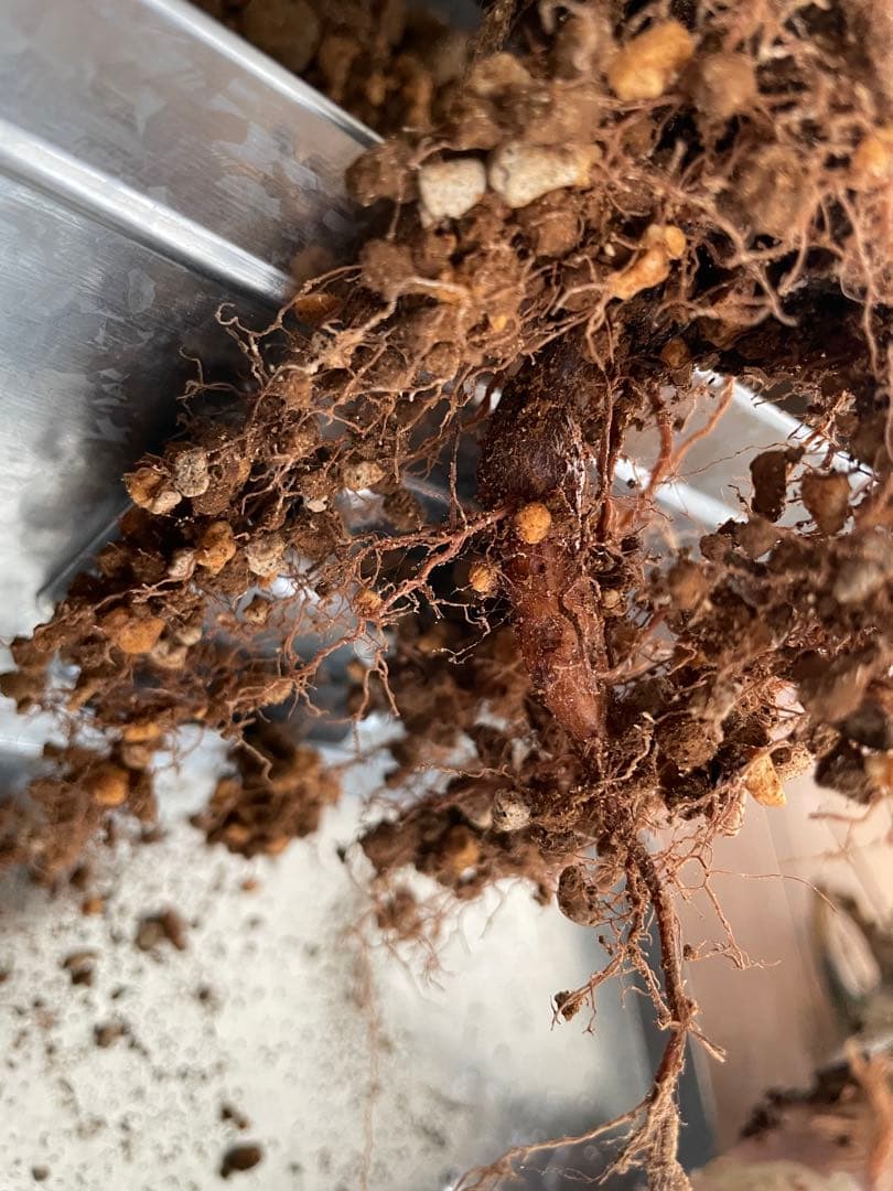 オペルクリカリアパキプス　発根3年目、パワータンクあり　最終値下げ！!