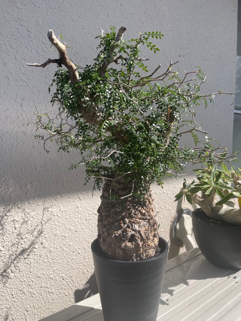 オペルクリカリアパキプス　発根3年目、パワータンクあり　最終値下げ！!