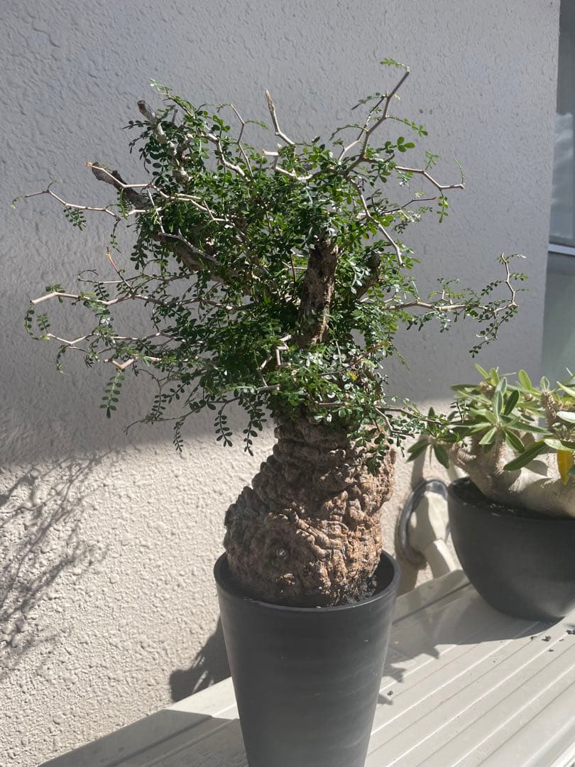 オペルクリカリアパキプス　発根3年目、パワータンクあり　最終値下げ！!