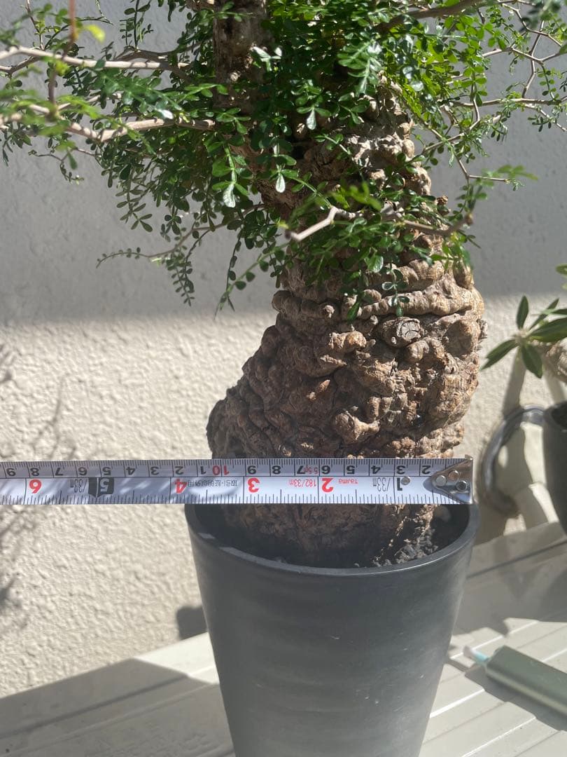 オペルクリカリアパキプス　発根3年目、パワータンクあり　最終値下げ！!