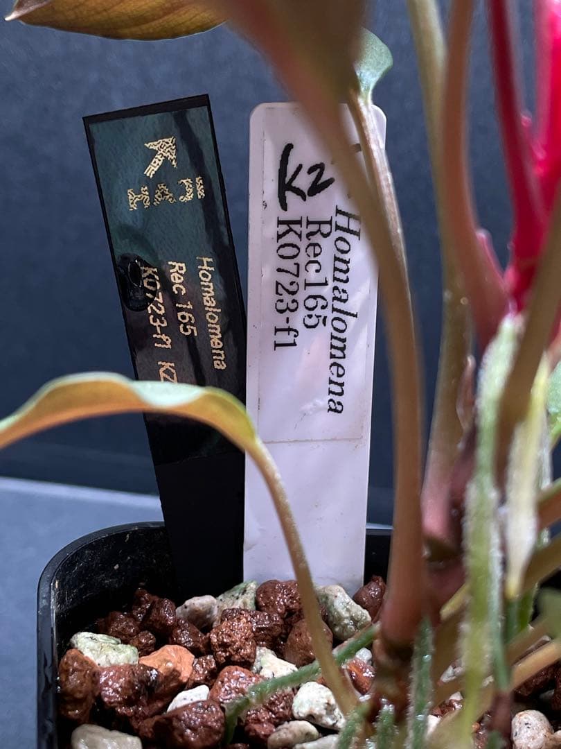 Homalomena Rec 165 ko723-f1 kzt増殖株　赤軸