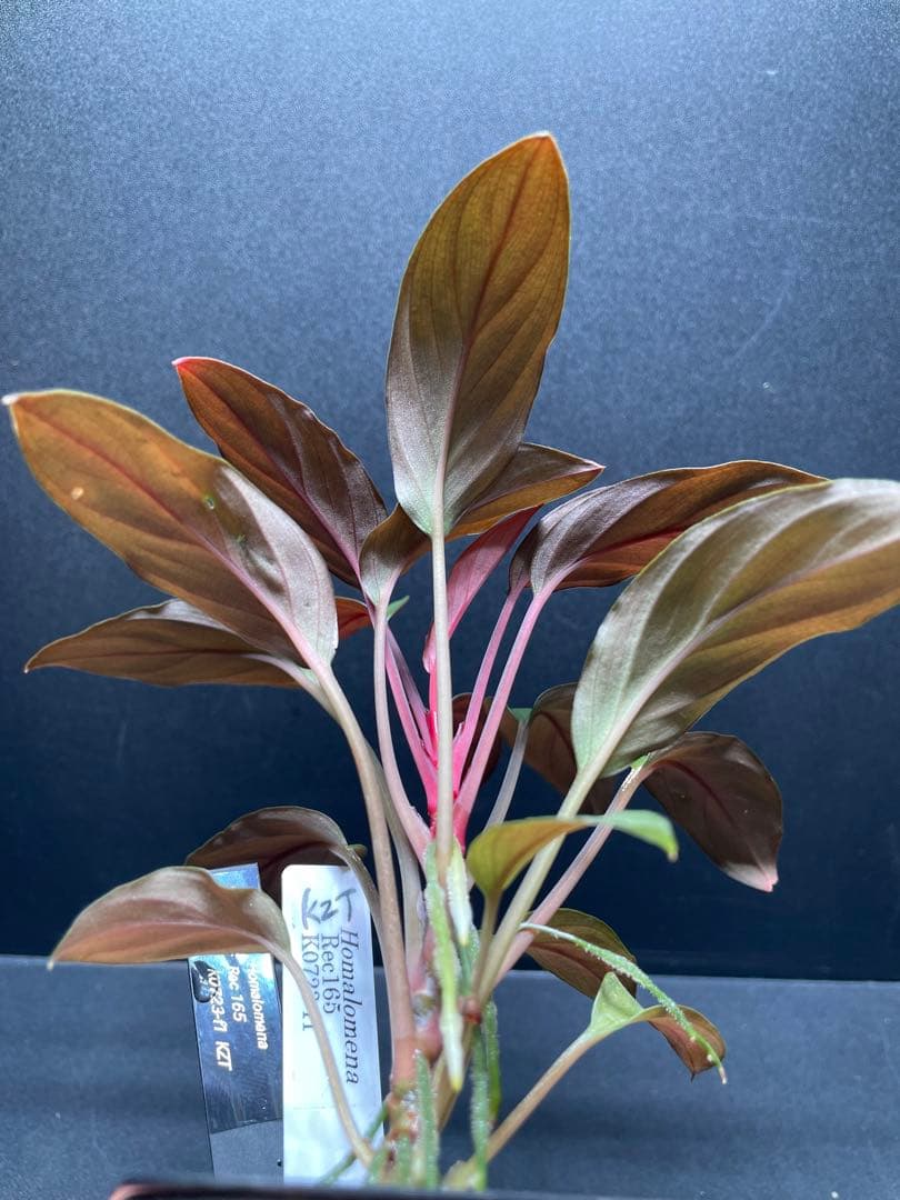 Homalomena Rec 165 ko723-f1 kzt増殖株　赤軸