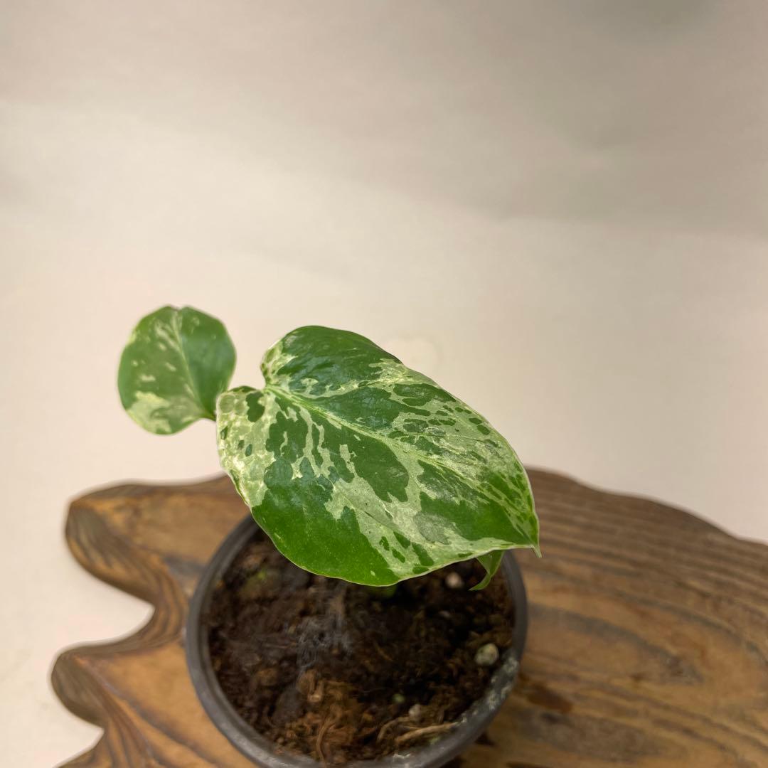 a22品種保証！斑入り保証！Bulbasaurモンステラ バルバソー フシギダネ