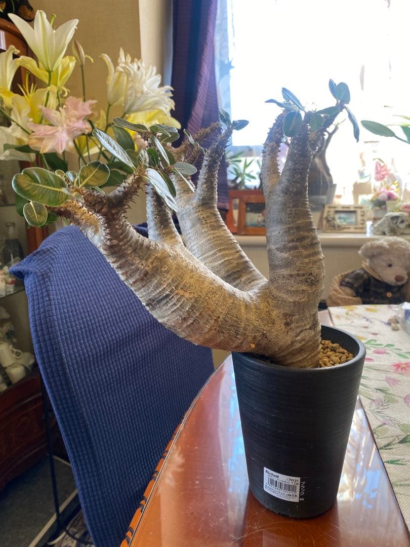 希少マカイエンセ多頭 太くてデカイ現地球 魔界球