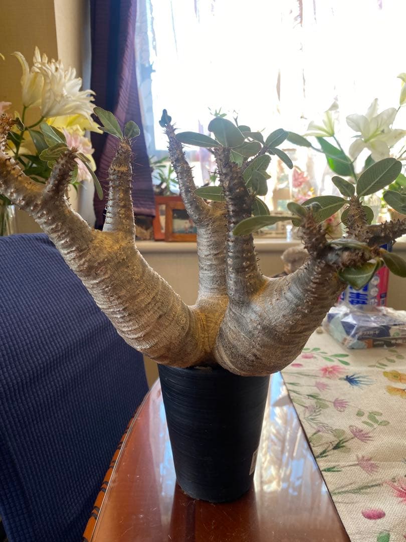 希少マカイエンセ多頭 太くてデカイ現地球 魔界球