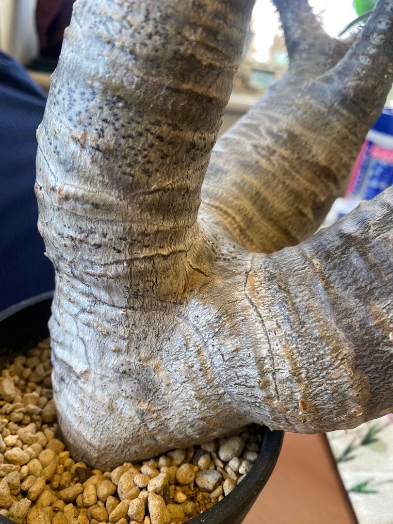 希少マカイエンセ多頭 太くてデカイ現地球 魔界球