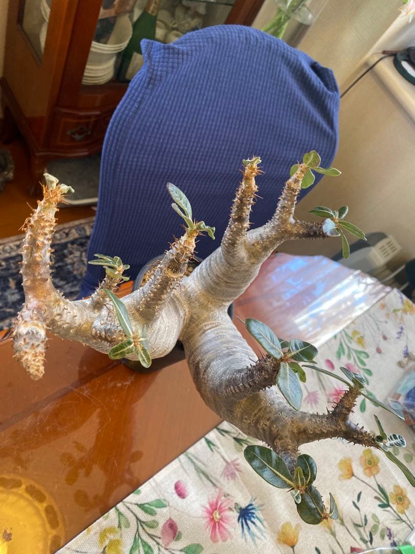 希少マカイエンセ多頭 太くてデカイ現地球 魔界球